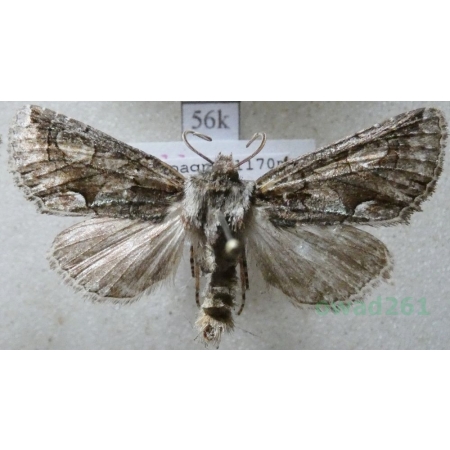 Allophyes alfaroi Agenjo, 1951 Spain56k